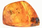 Detailed Fossil Spider and Fungus Gnats in Baltic Amber #357777-1